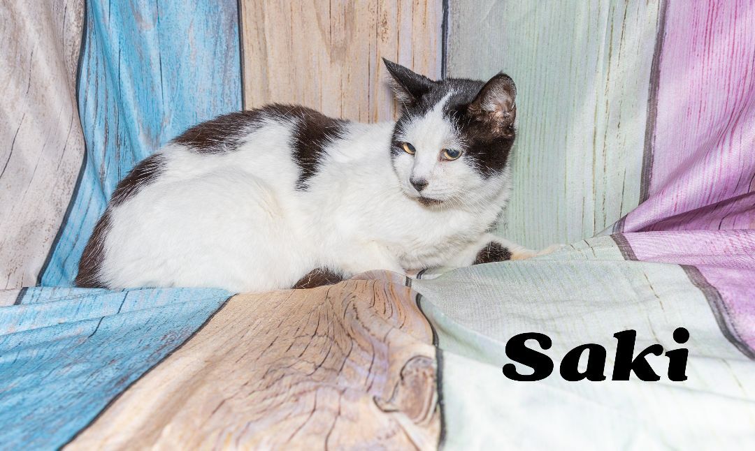 Saki, a Adoptable Tuxedo in Port Wentworth, GA image 4/5