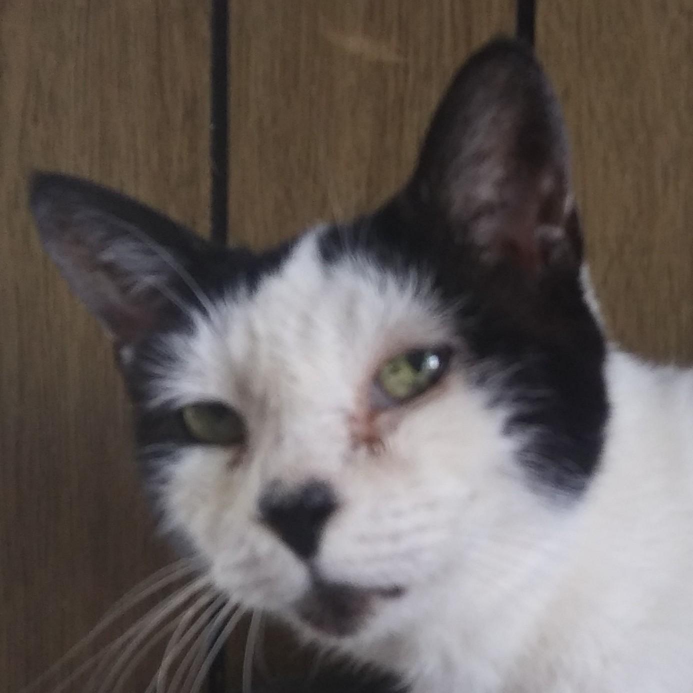 Saki, a Adoptable Tuxedo in Port Wentworth, GA image 3/5