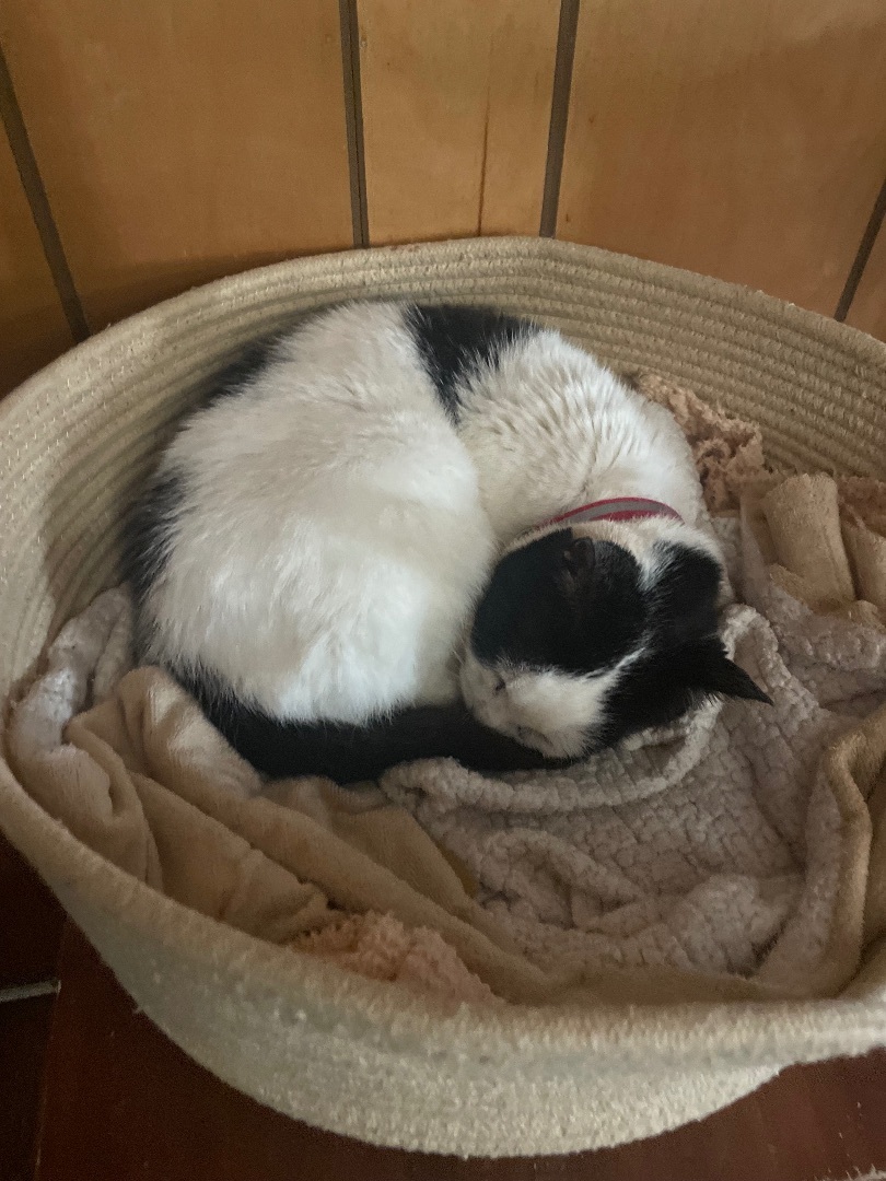 Saki, a Adoptable Tuxedo in Port Wentworth, GA image 5/5