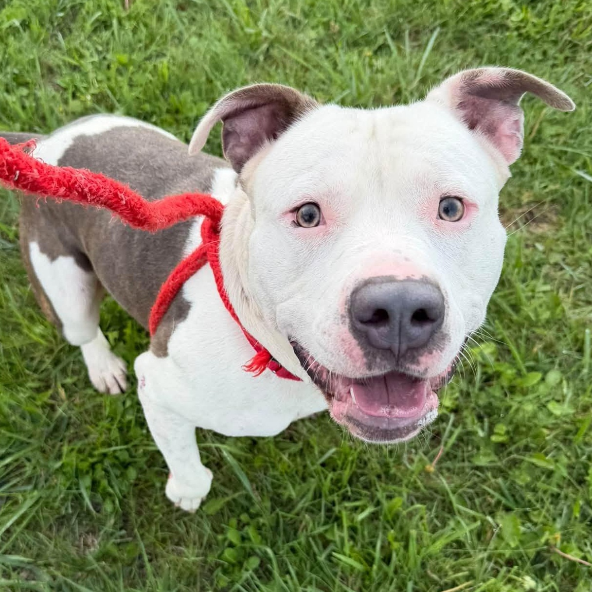 Enlarge Washington, a Adoptable Terrier in North Syracuse, NY image 5/5