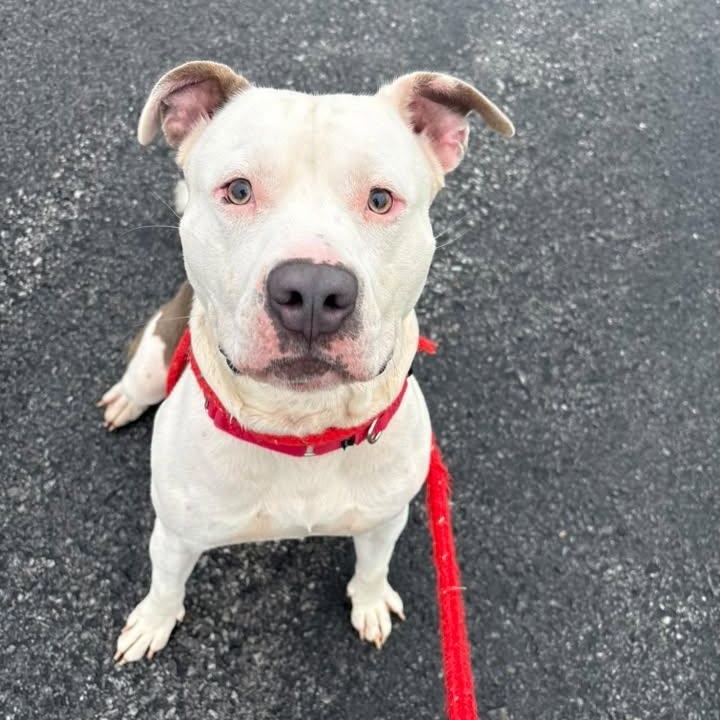 Enlarge Washington, a Adoptable Terrier in North Syracuse, NY image 4/5