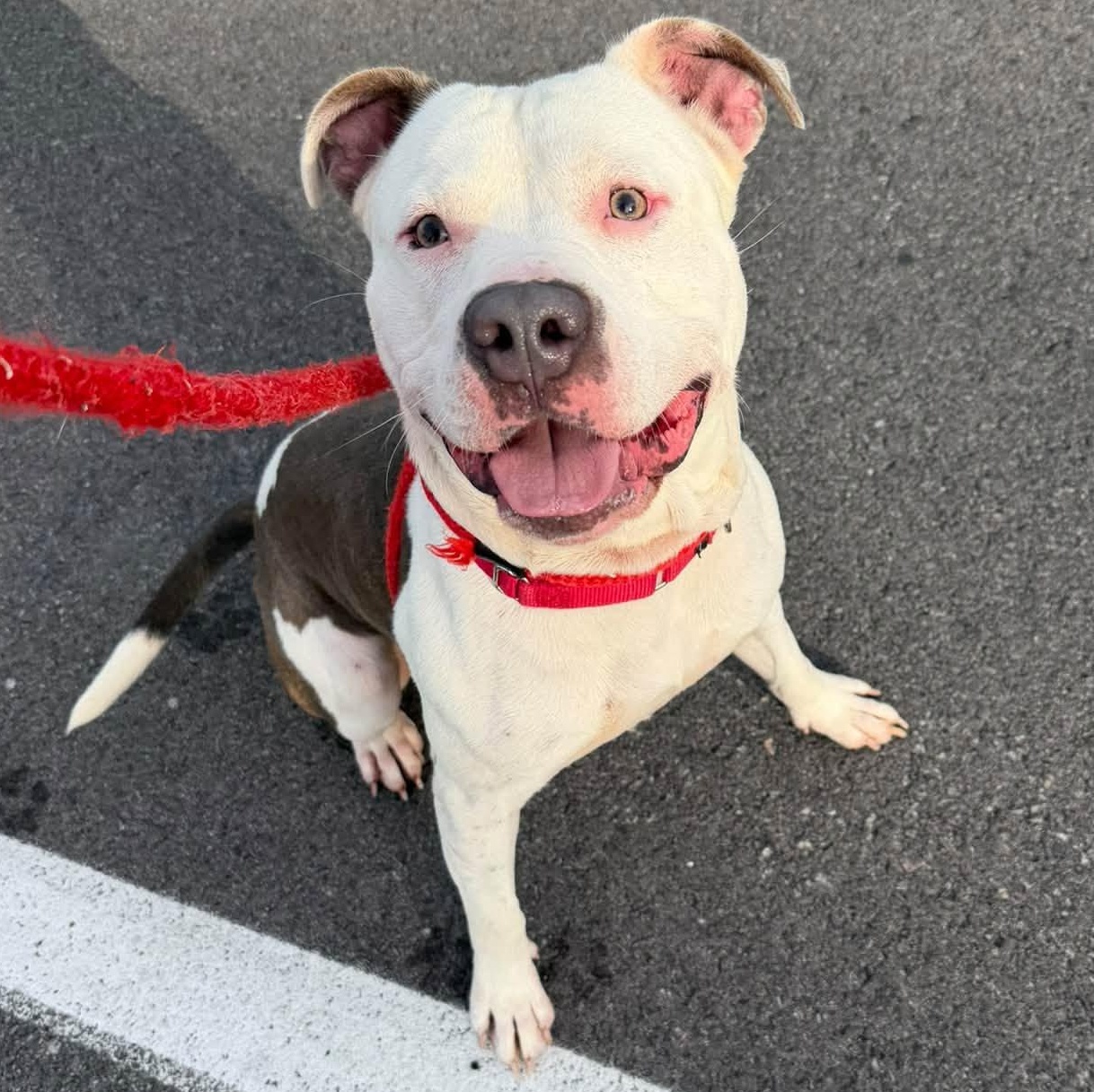 Washington, Adoptable, Young Male Terrier.