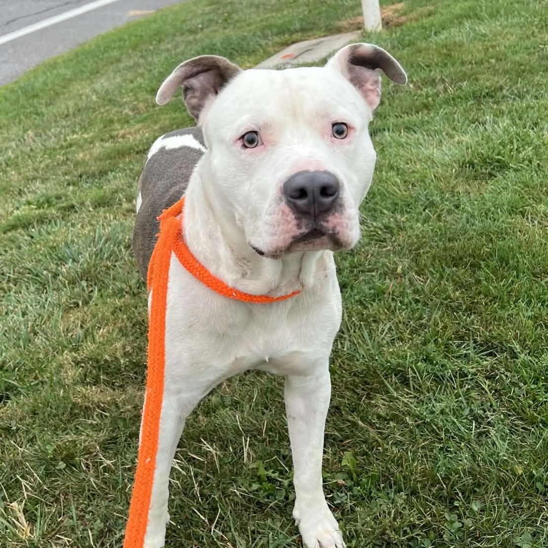 Enlarge Washington, a Adoptable Terrier in North Syracuse, NY image 2/5