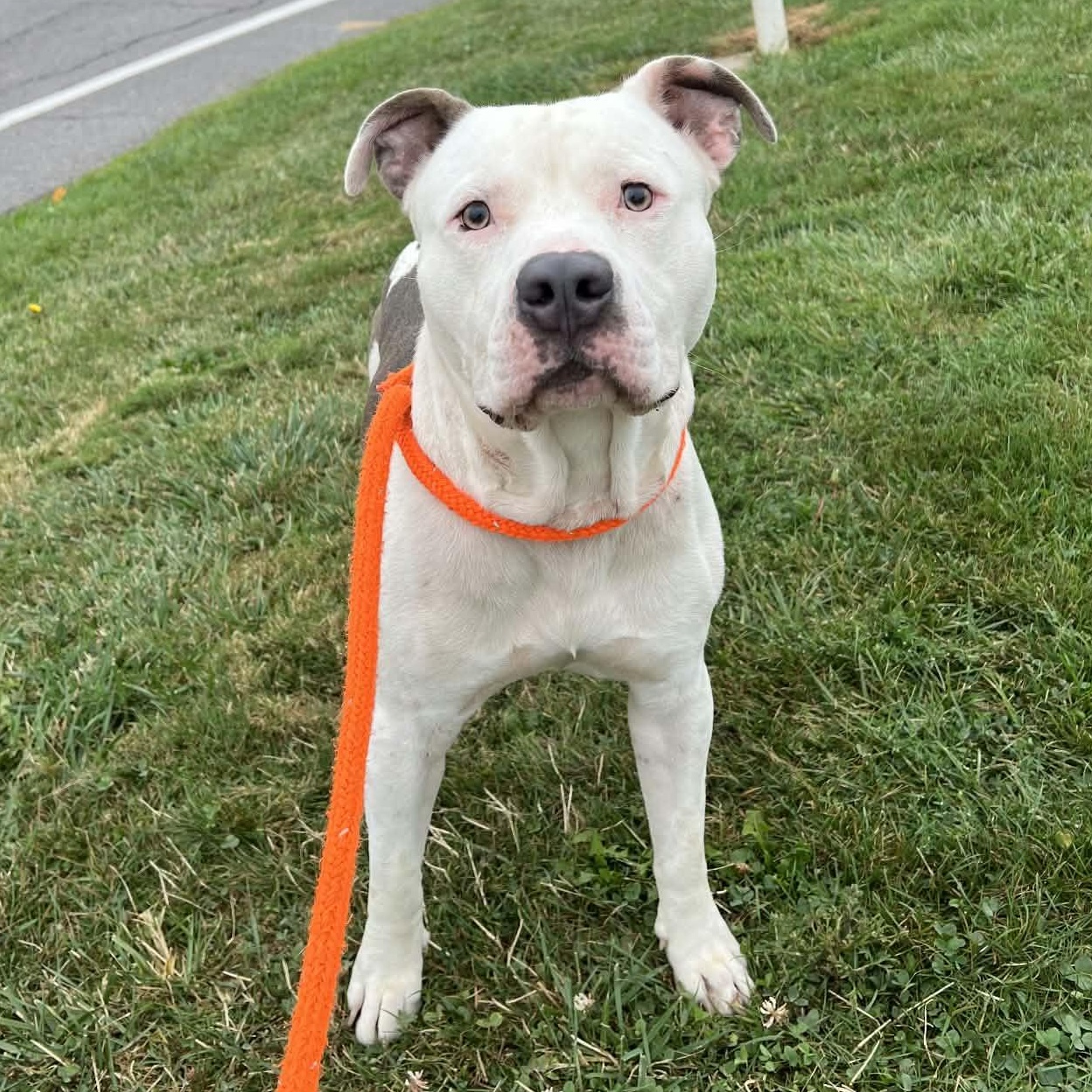 Enlarge Washington, a Adoptable Terrier in North Syracuse, NY image 3/5