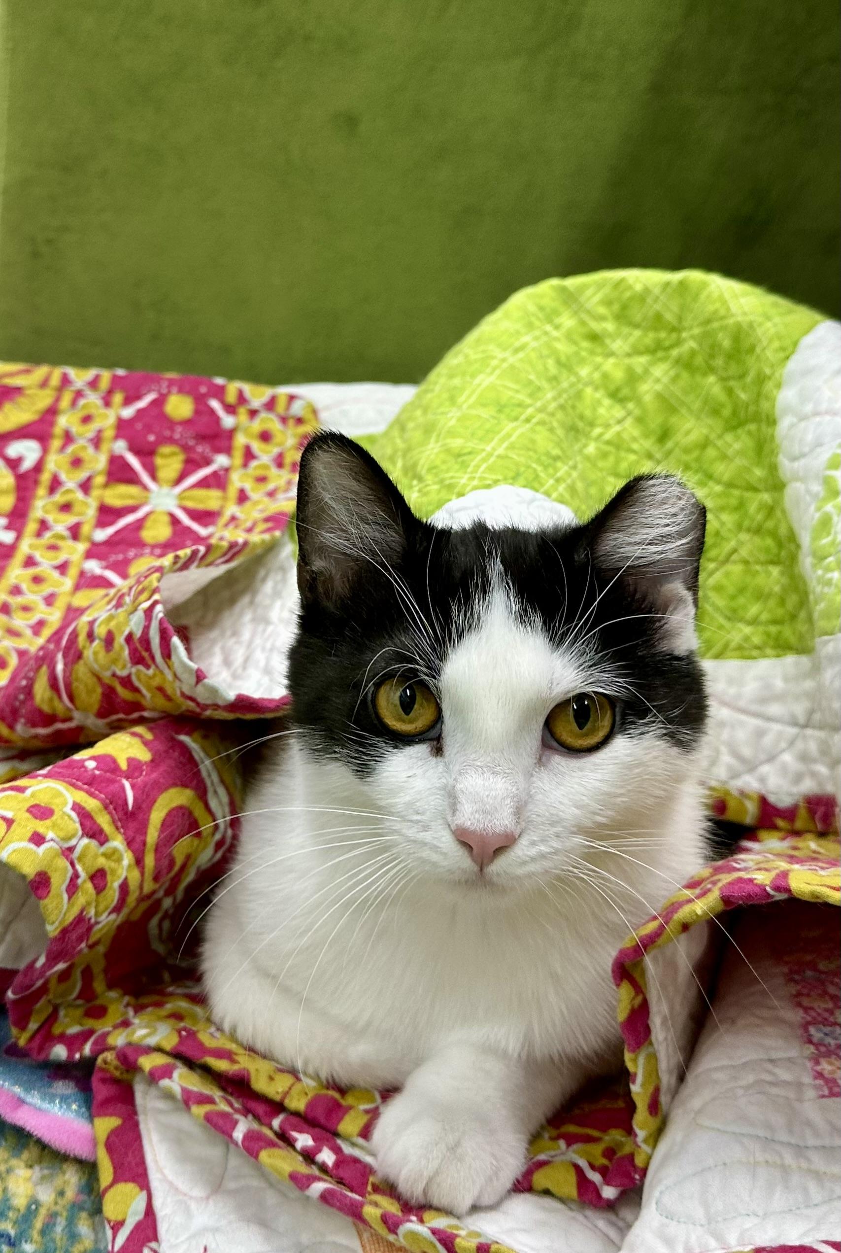 Parmesan Floor, Adopted, Young Male American Shorthair.