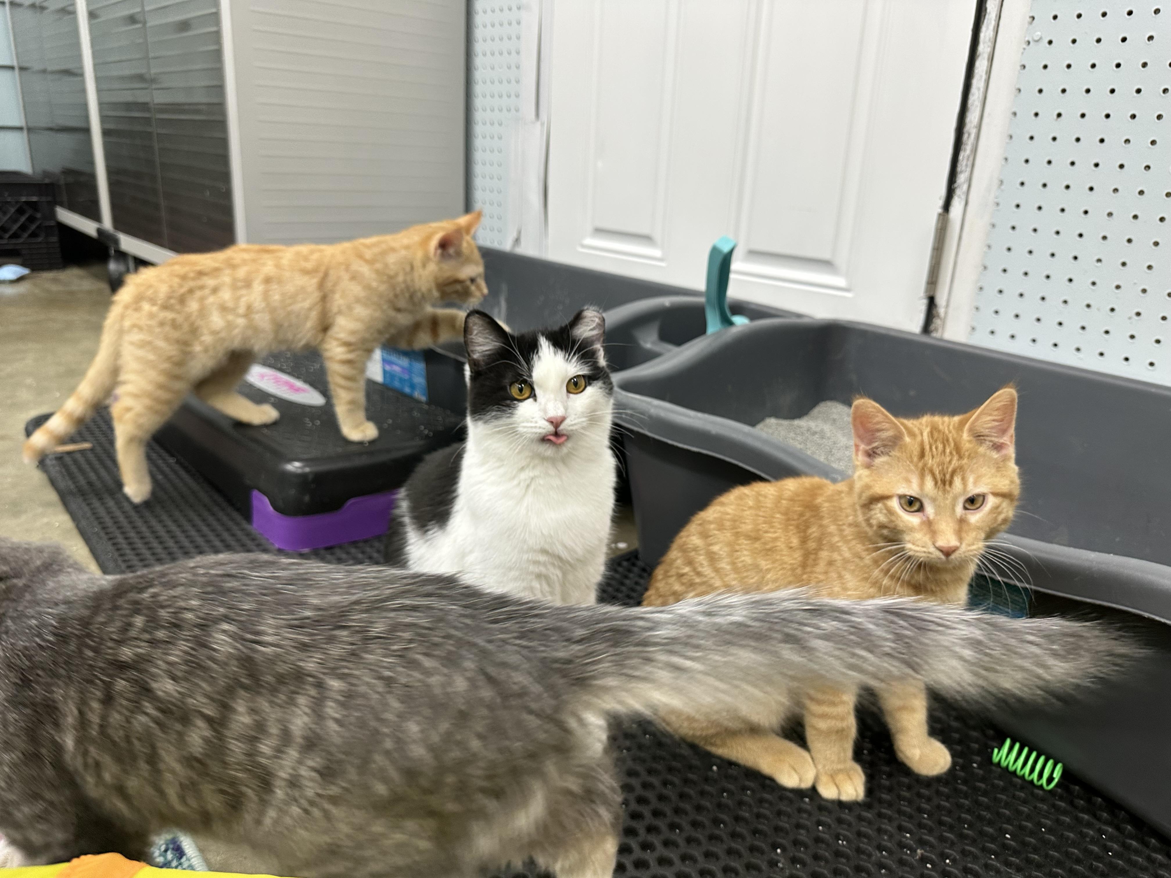 Enlarge Parmesan Floor, a Adopted American Shorthair in Hamel, IL image 2/5