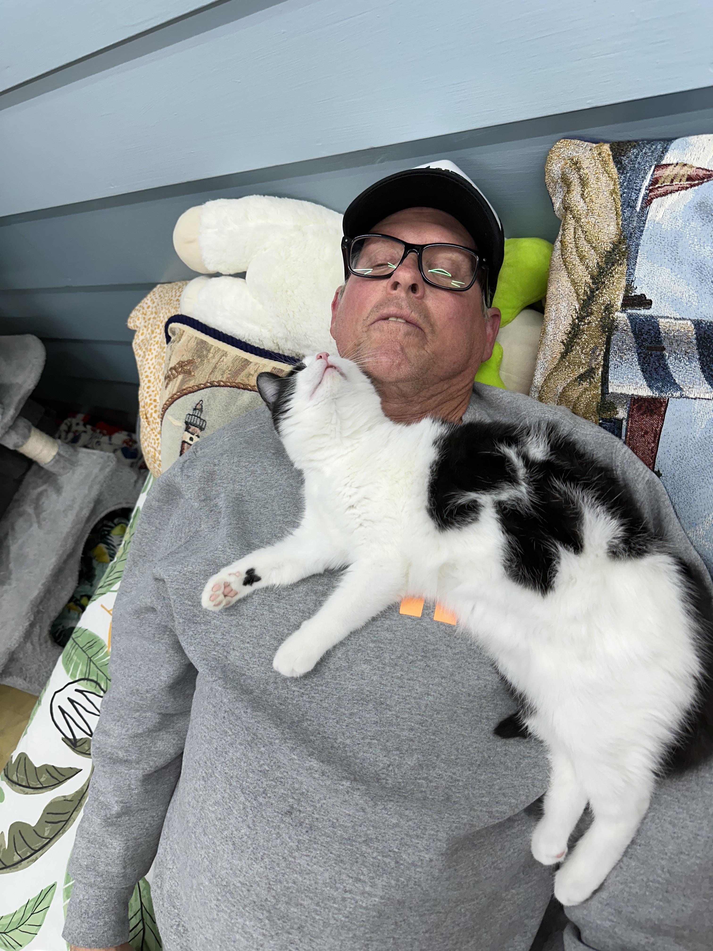 Enlarge Parmesan Floor, a Adopted American Shorthair in Hamel, IL image 3/5