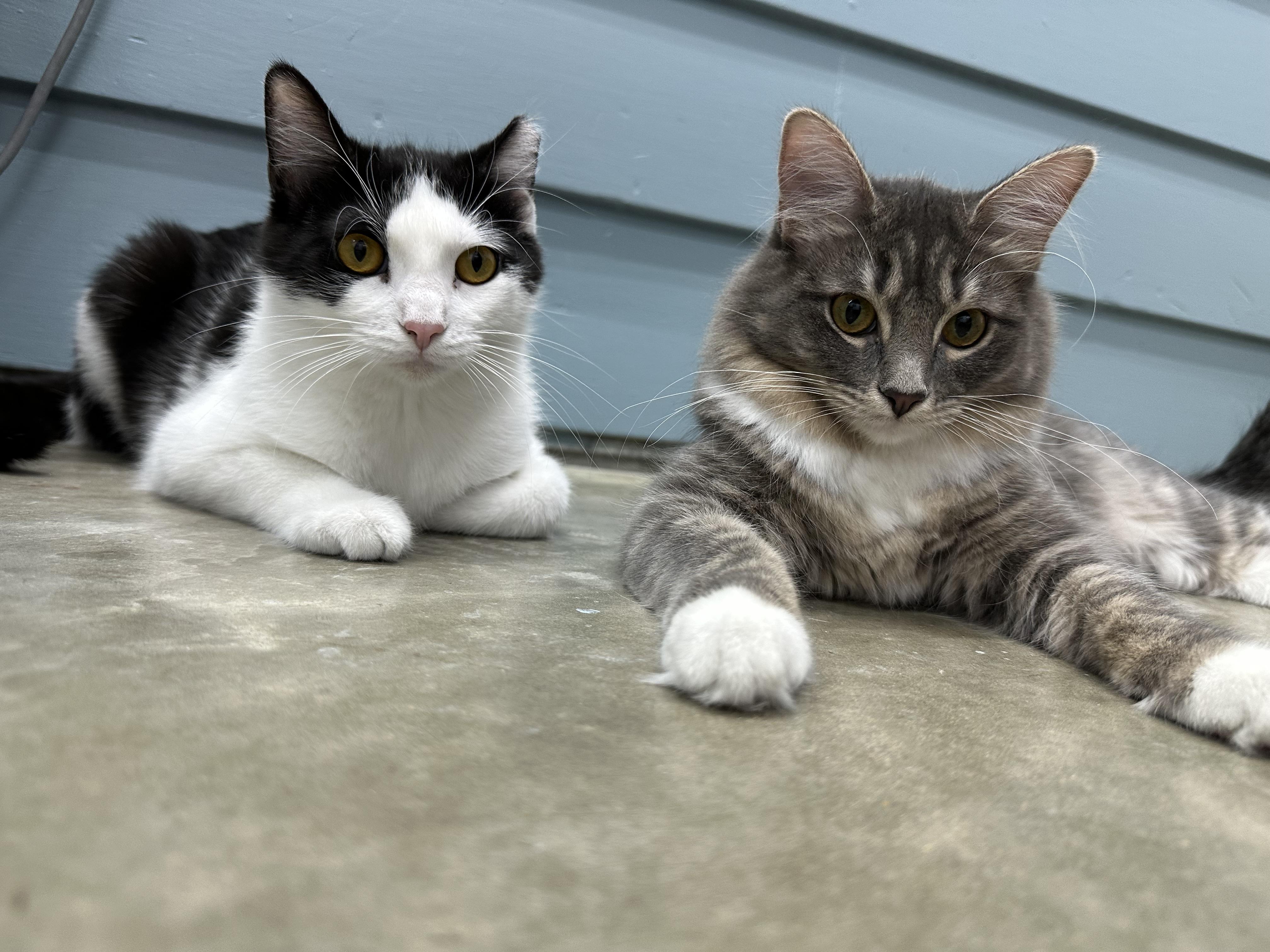 Enlarge Parmesan Floor, a Adopted American Shorthair in Hamel, IL image 4/5