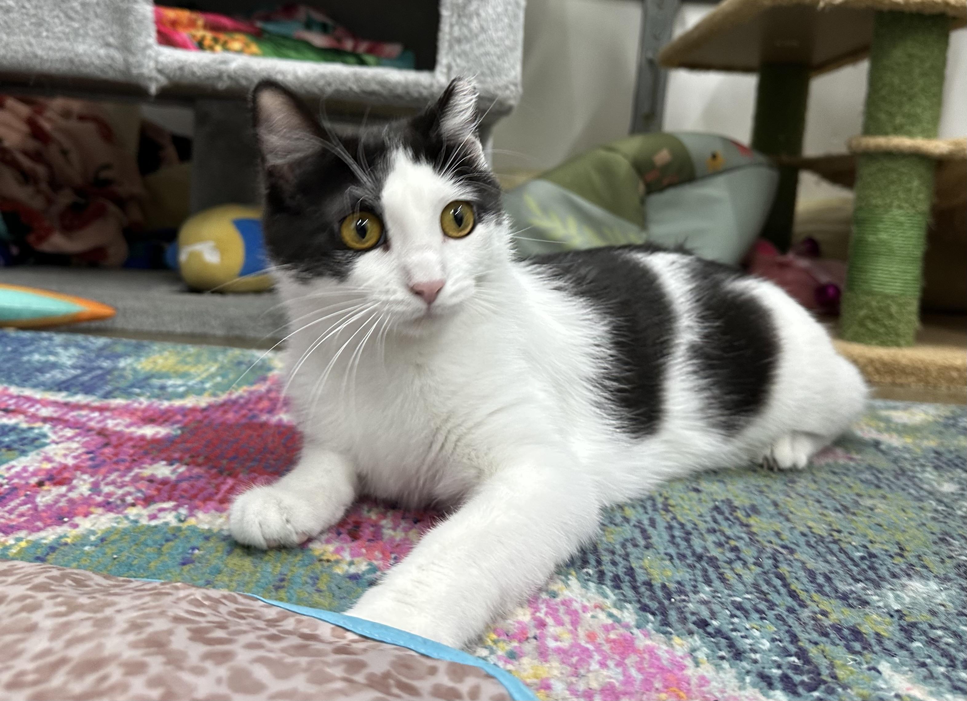 Enlarge Parmesan Floor, a Adopted American Shorthair in Hamel, IL image 5/5