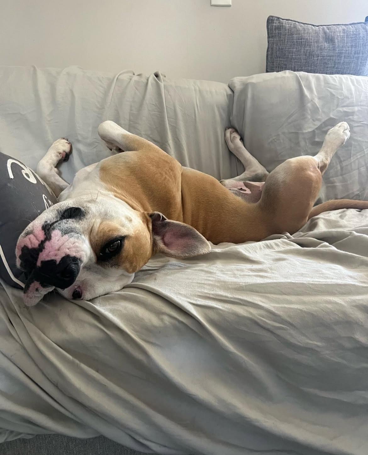 Enlarge Cade, a Adoptable American Bulldog in Seattle, WA image 3/6