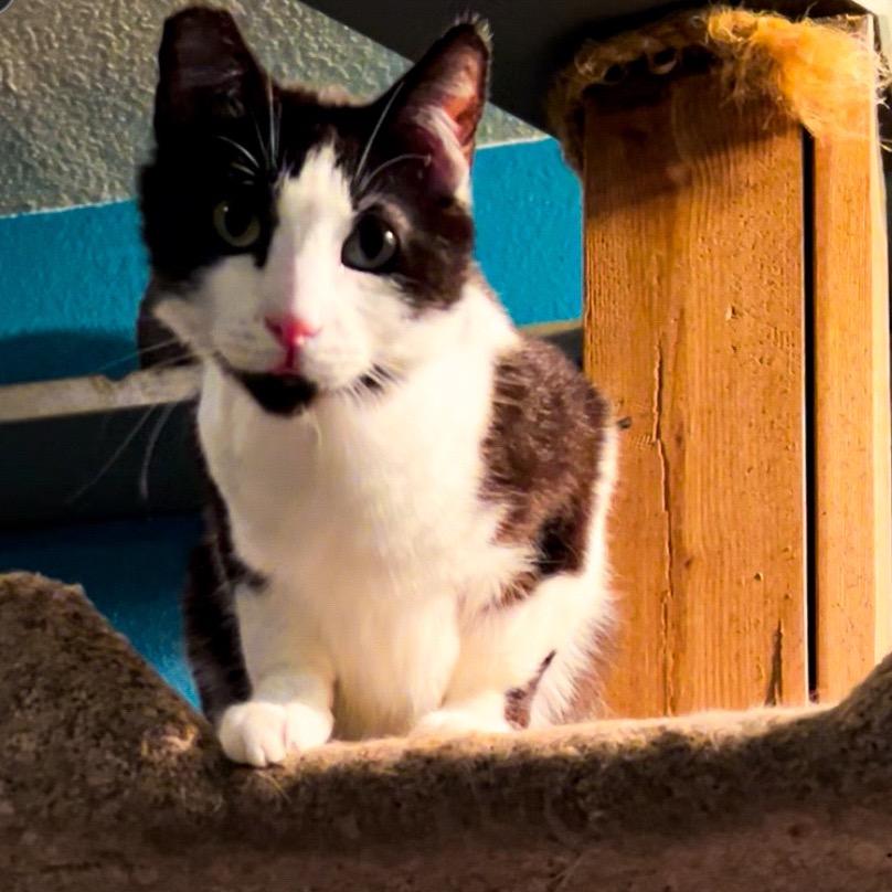 Joker, a Adoptable Domestic Short Hair in Nampa, ID image 2/3