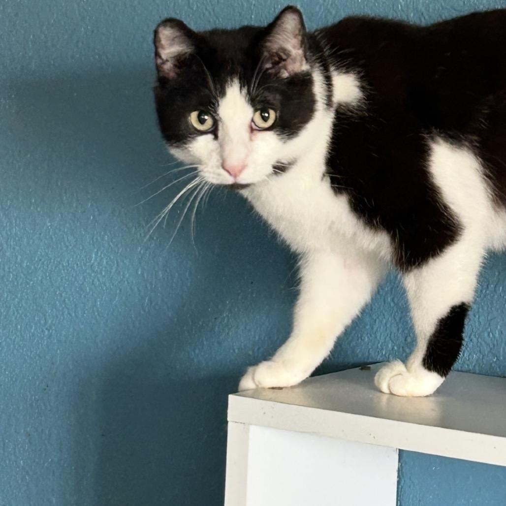 Joker, a Adoptable Domestic Short Hair in Nampa, ID image 3/3