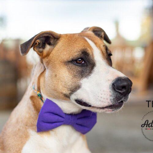 Thor, Adoptable, Young Male Border Collie & Pit Bull Terrier.