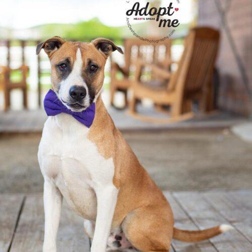 Thor, a Adoptable mixed breed in Bakersfield, CA image 2/5