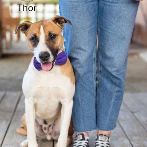 Thor, a Adoptable mixed breed in Bakersfield, CA image 3/5
