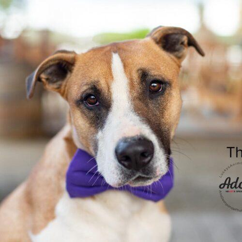 Thor, a Adoptable mixed breed in Bakersfield, CA image 4/5