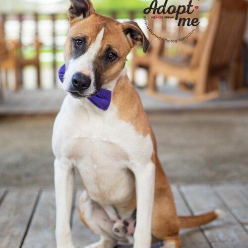 Thor, a Adoptable mixed breed in Bakersfield, CA image 5/5