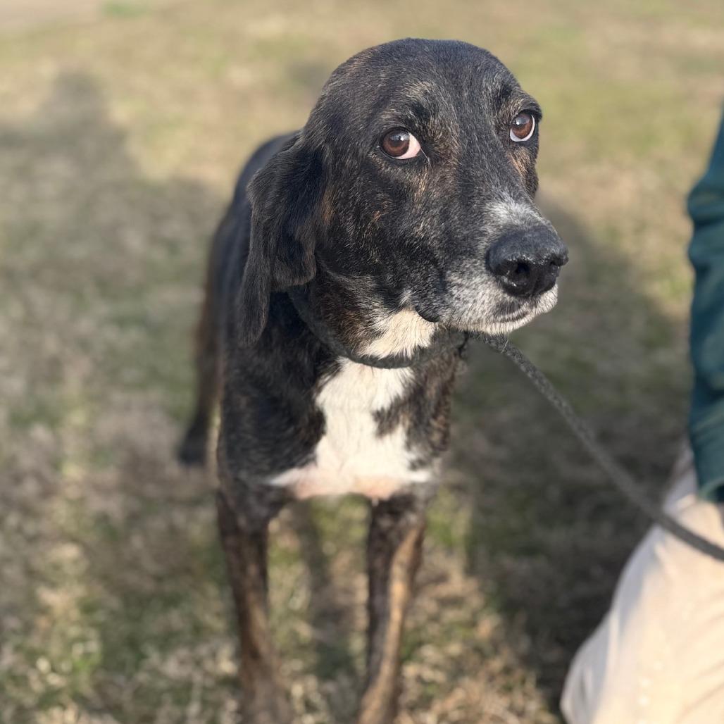 Cane, Adoptable, Senior Male Plott Hound.