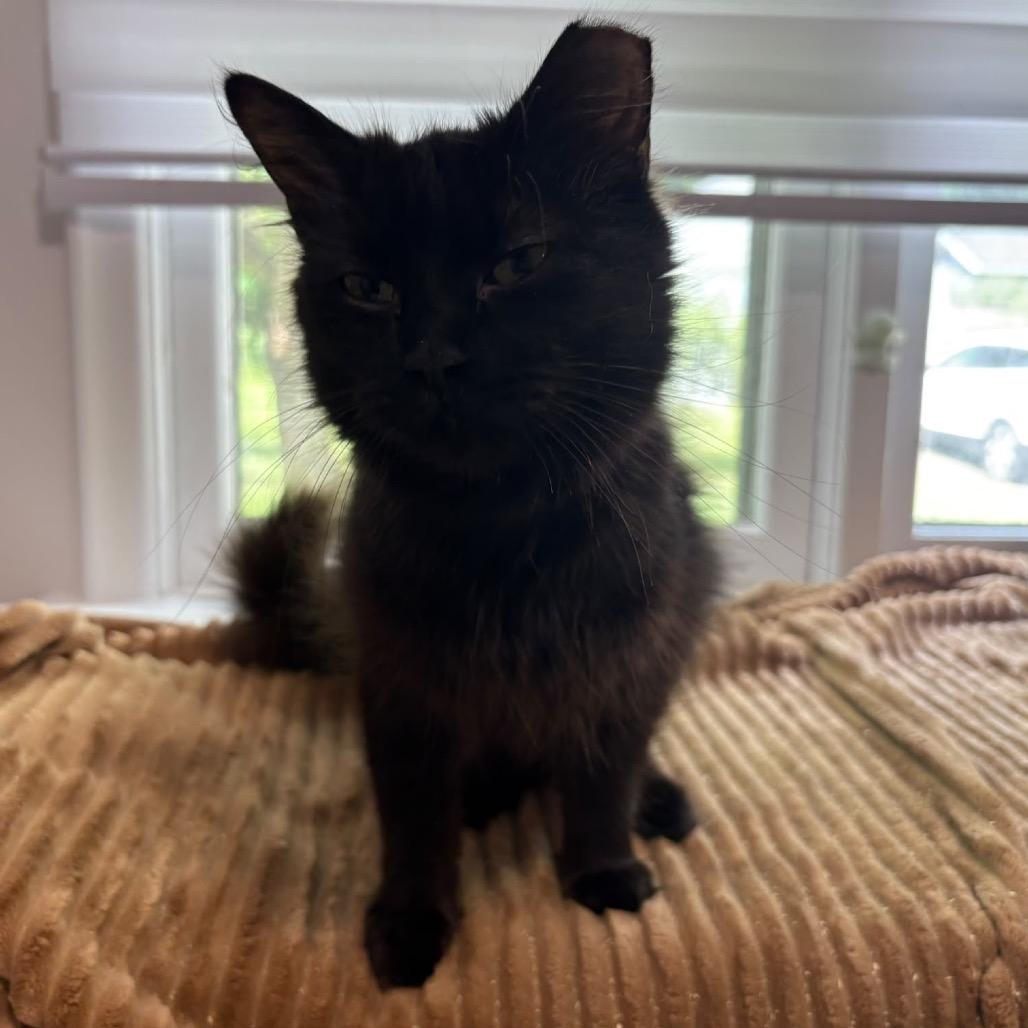 Rosalie (Purple Collar), Adoptable, Young Female Domestic Medium Hair.