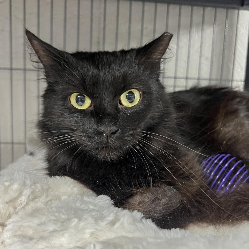 Enlarge Rosalie (Purple Collar), a Adoptable Domestic Medium Hair in Puslinch, ON image 2/6