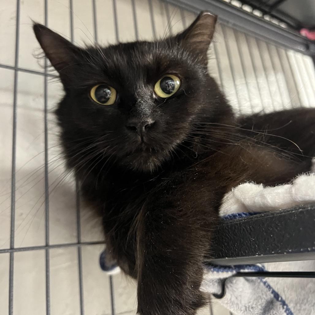 Enlarge Rosalie (Purple Collar), a Adoptable Domestic Medium Hair in Puslinch, ON image 3/6