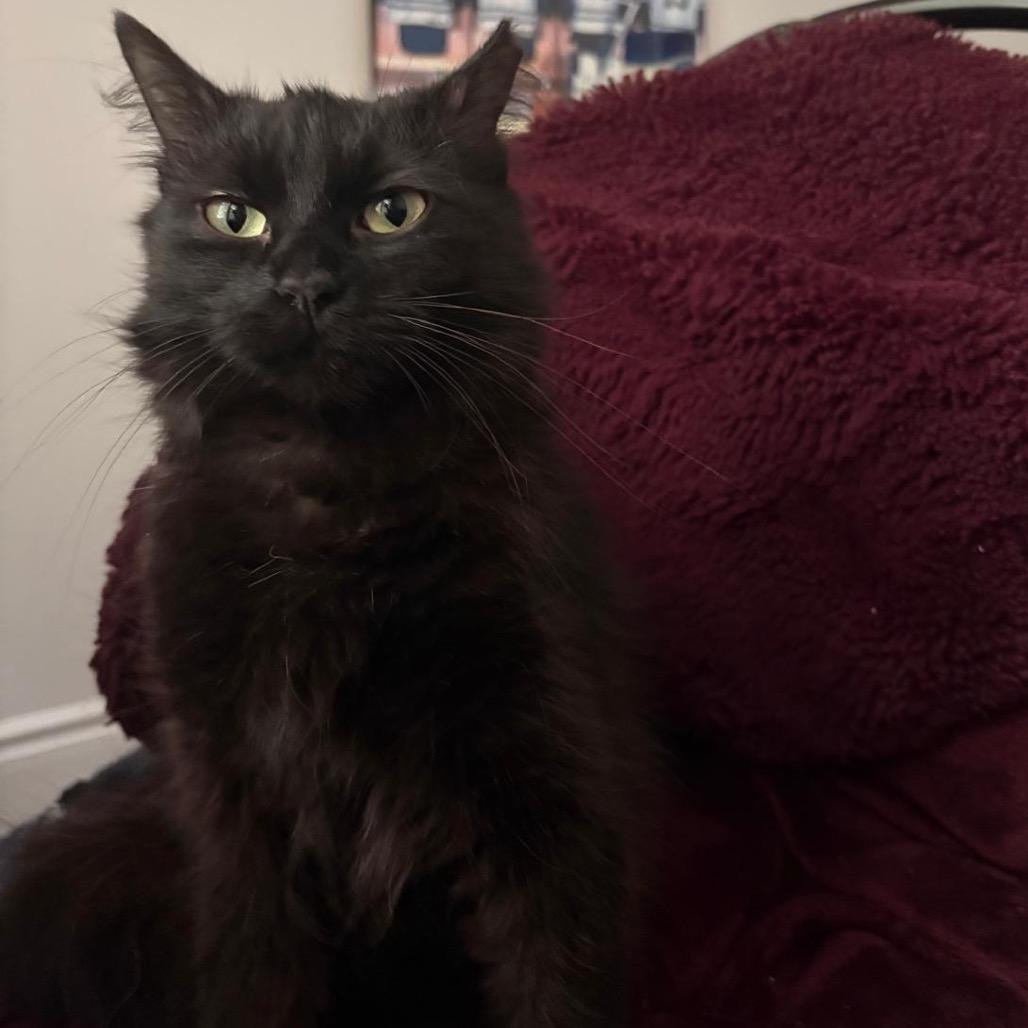 Enlarge Rosalie (Purple Collar), a Adoptable Domestic Medium Hair in Puslinch, ON image 4/6