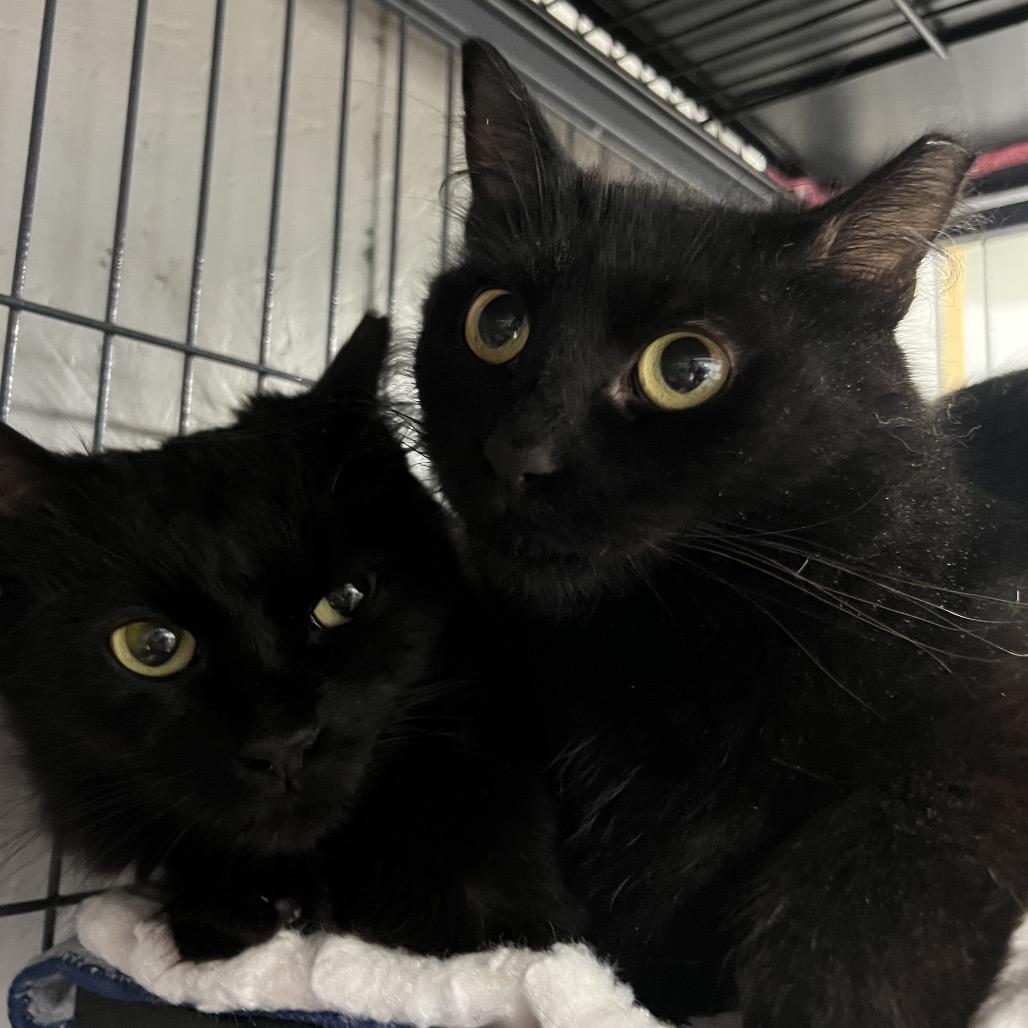 Enlarge Rosalie (Purple Collar), a Adoptable Domestic Medium Hair in Puslinch, ON image 5/6