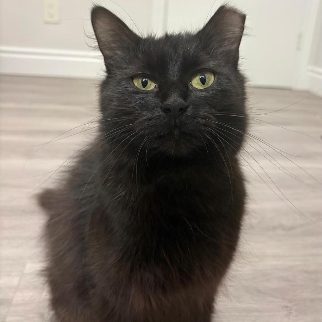 Enlarge Rosalie (Purple Collar), a Adoptable Domestic Medium Hair in Puslinch, ON image 6/6
