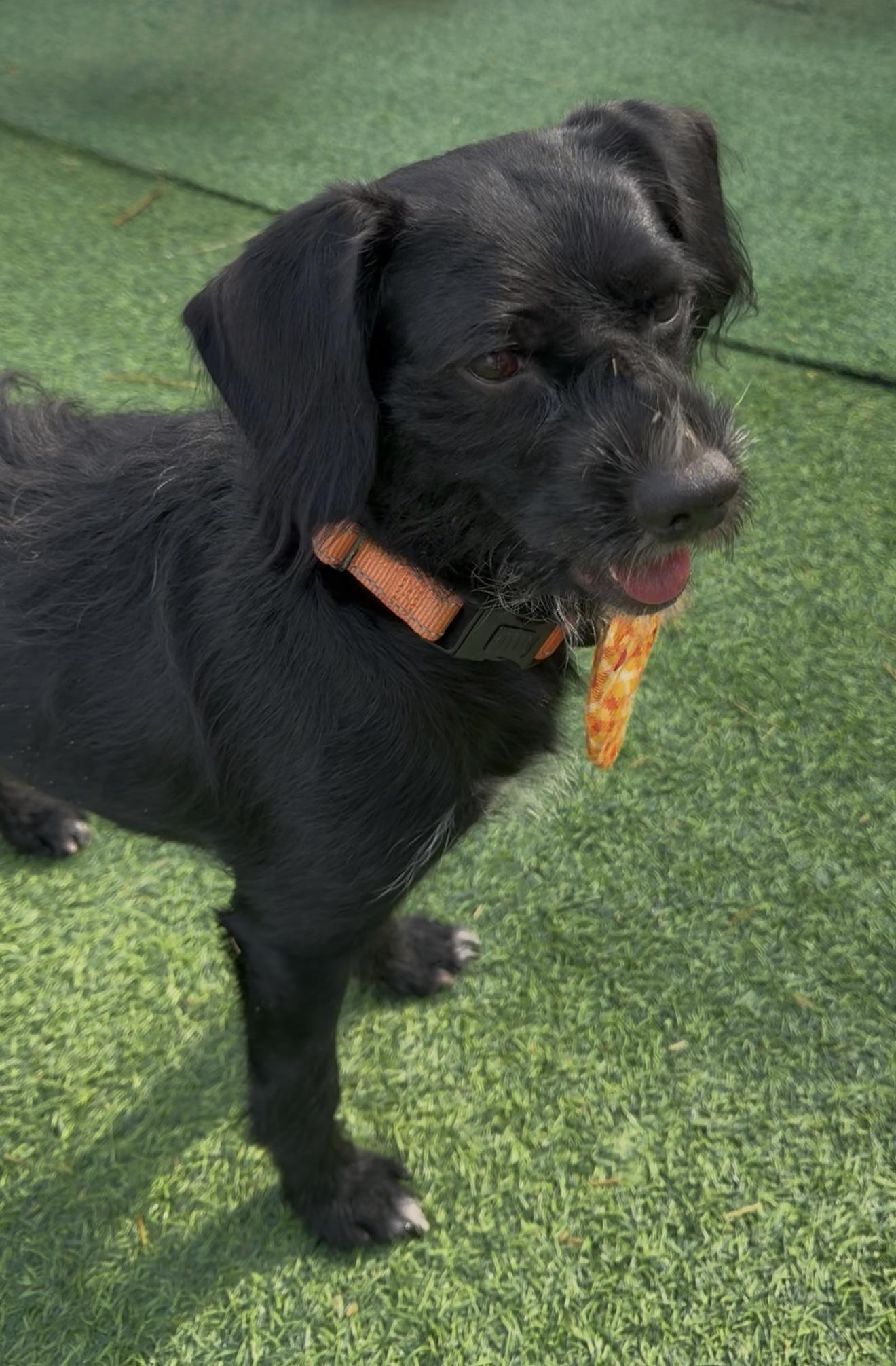 Claus, an adopted mixed breed in Charlotte, NC image 2/6