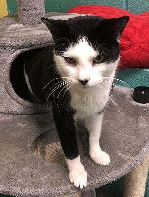 Patches, a Adoptable Domestic Short Hair in Pottsville, PA image 1/2