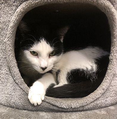Patches, a Adoptable Domestic Short Hair in Pottsville, PA image 2/2
