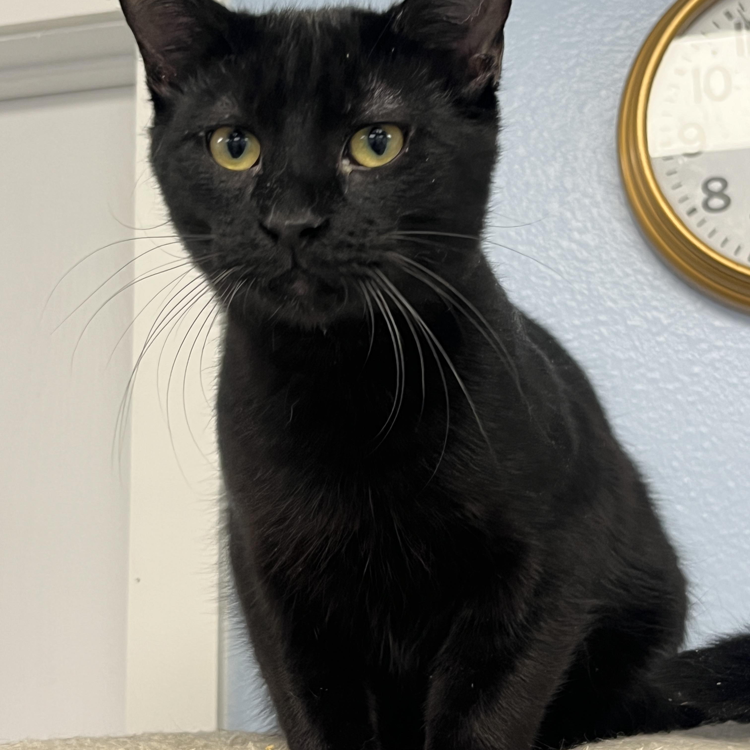 Vader, Adult Male unknown