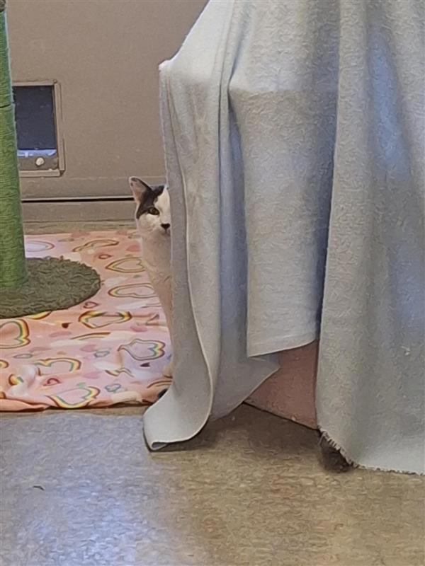 Daddio, Adoptable, Young Male Domestic Medium Hair.