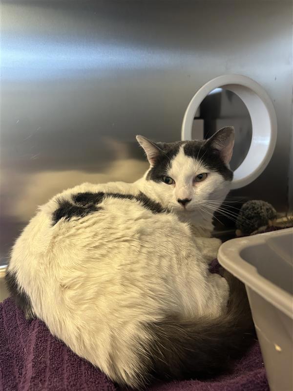 Daddio, a Adoptable mixed breed in Maple Ridge, BC image 2/4