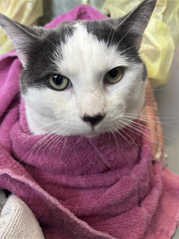 Daddio, a Adoptable mixed breed in Maple Ridge, BC image 3/4