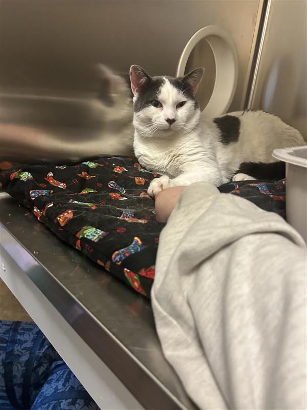 Daddio, a Adoptable mixed breed in Maple Ridge, BC image 4/4