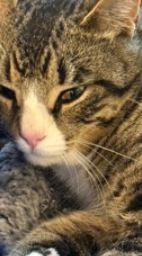 Enlarge Buttons, a Adoptable Domestic Short Hair in Keswick, ON image 1/1