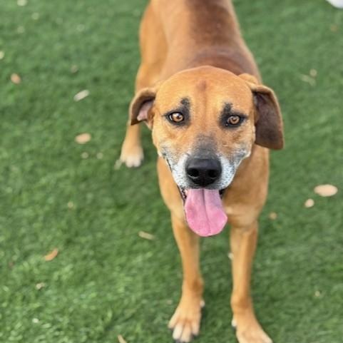 Tucker, a ADOPTABLE mixed breed in Williston, VT image 6/6