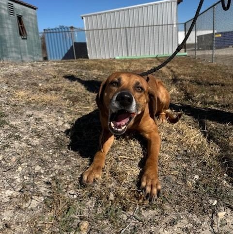 Tucker, a ADOPTABLE mixed breed in Williston, VT image 3/6