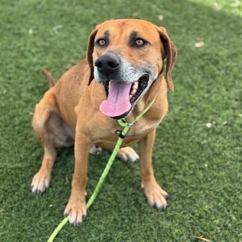 Tucker, a ADOPTABLE mixed breed in Williston, VT image 1/6
