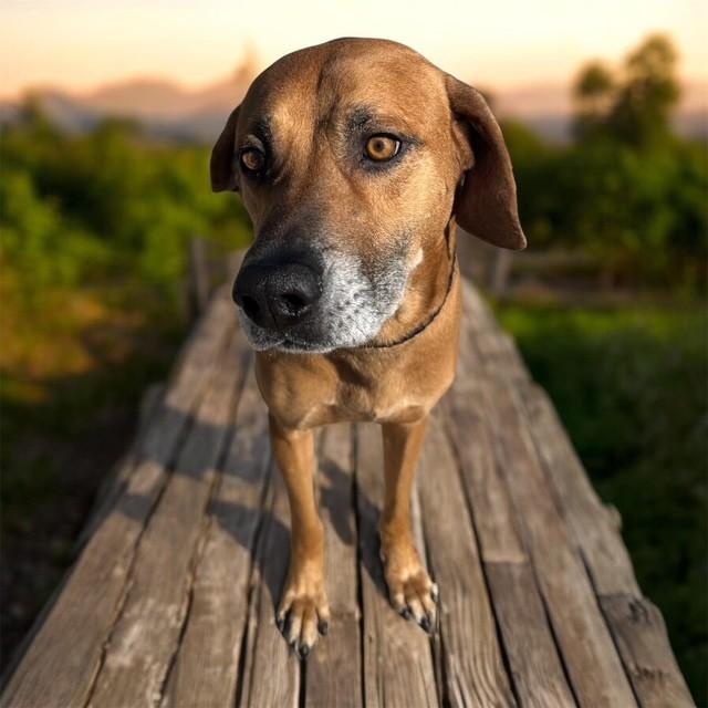 Tucker — thumbnail 6