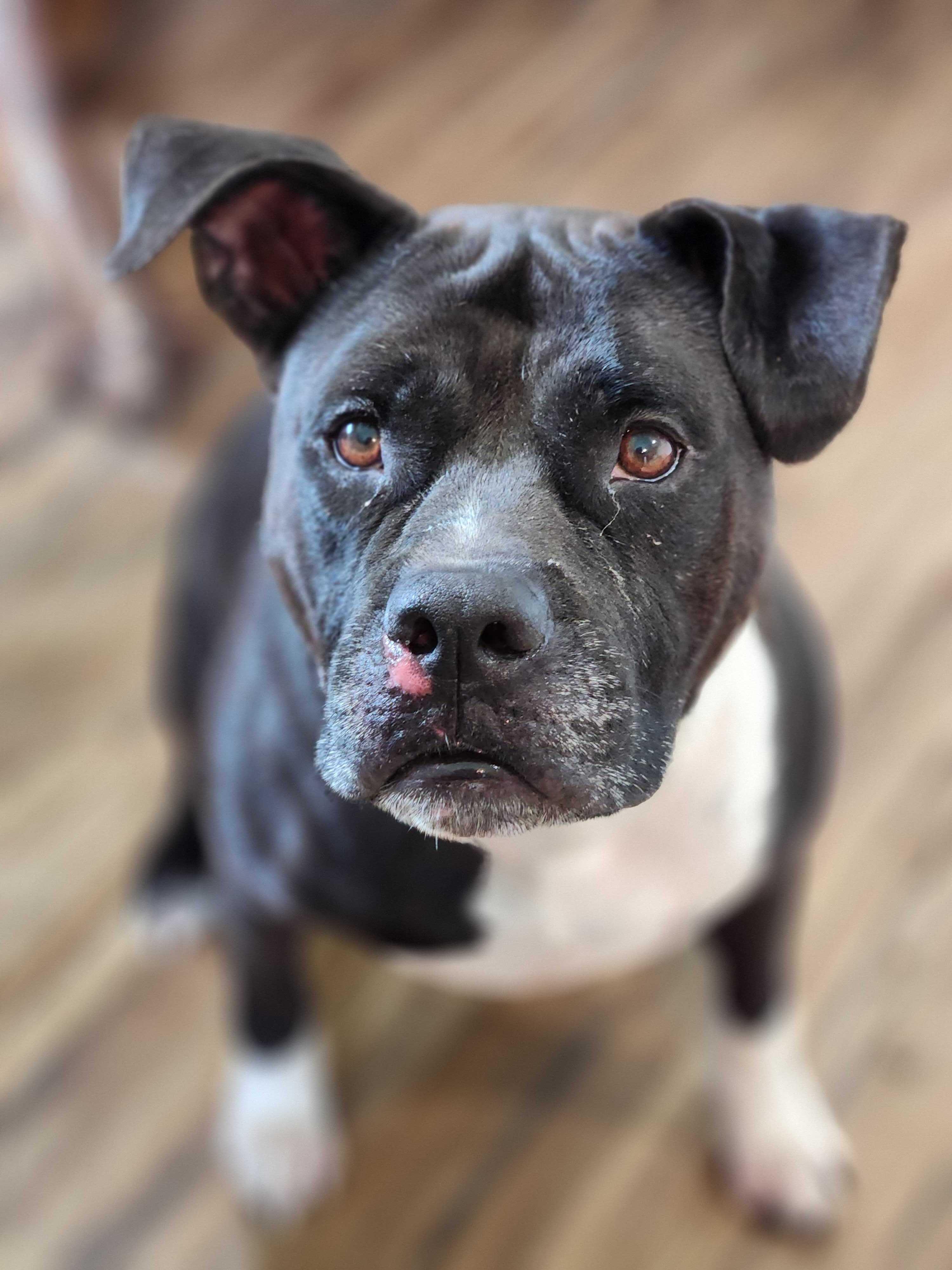 Oliver, a Adoptable mixed breed in Pittsburgh, PA image 6/6