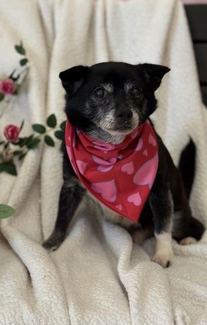 Foxy — thumbnail 2