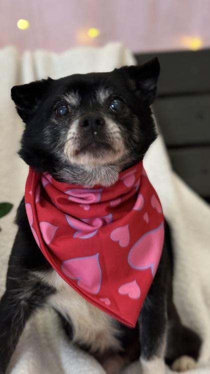 Foxy — thumbnail 3