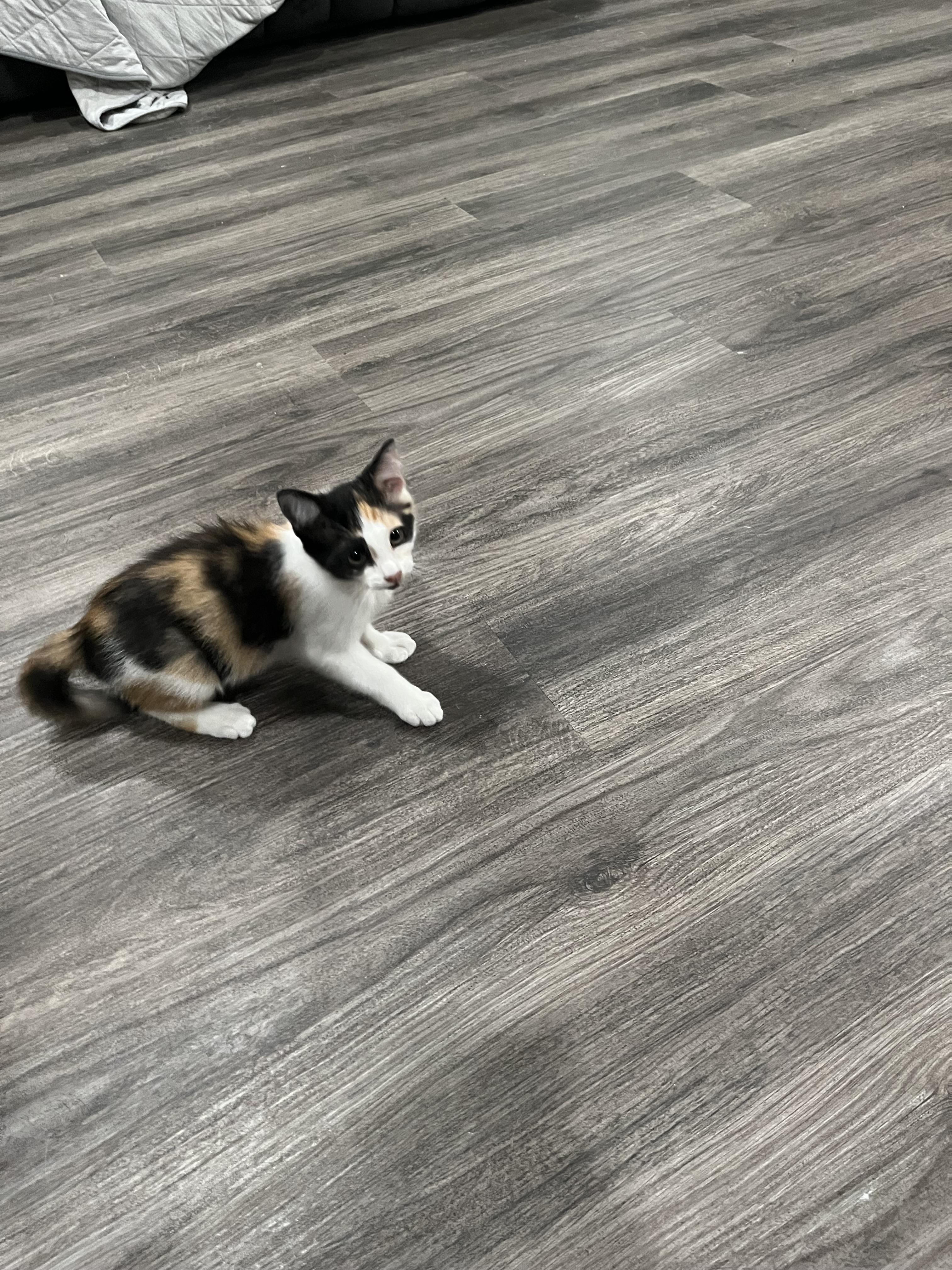 Enlarge M&M, a Adoptable Domestic Short Hair in Redondo Beach, CA image 3/4