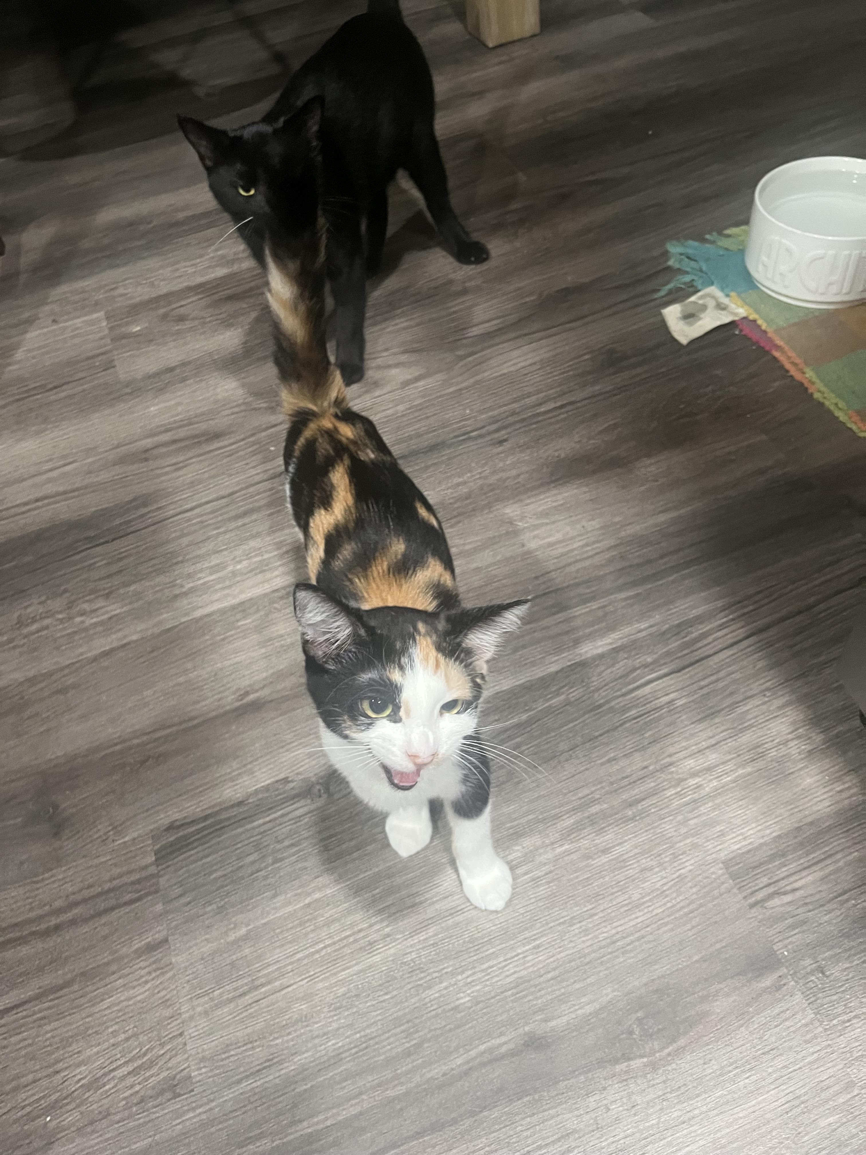 M&M, Adoptable, Young Female Domestic Short Hair.