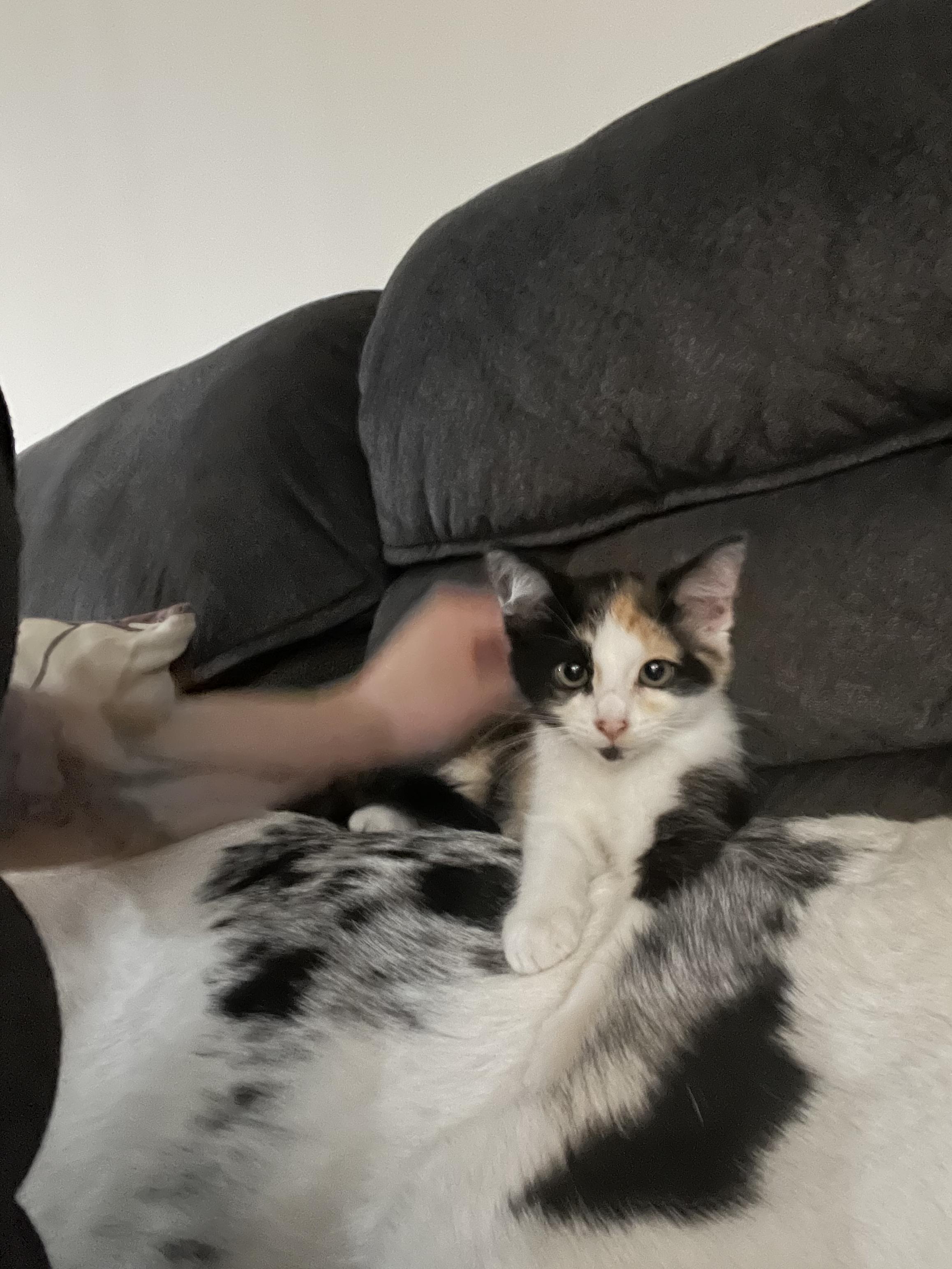 Enlarge M&M, a Adoptable Domestic Short Hair in Redondo Beach, CA image 4/4