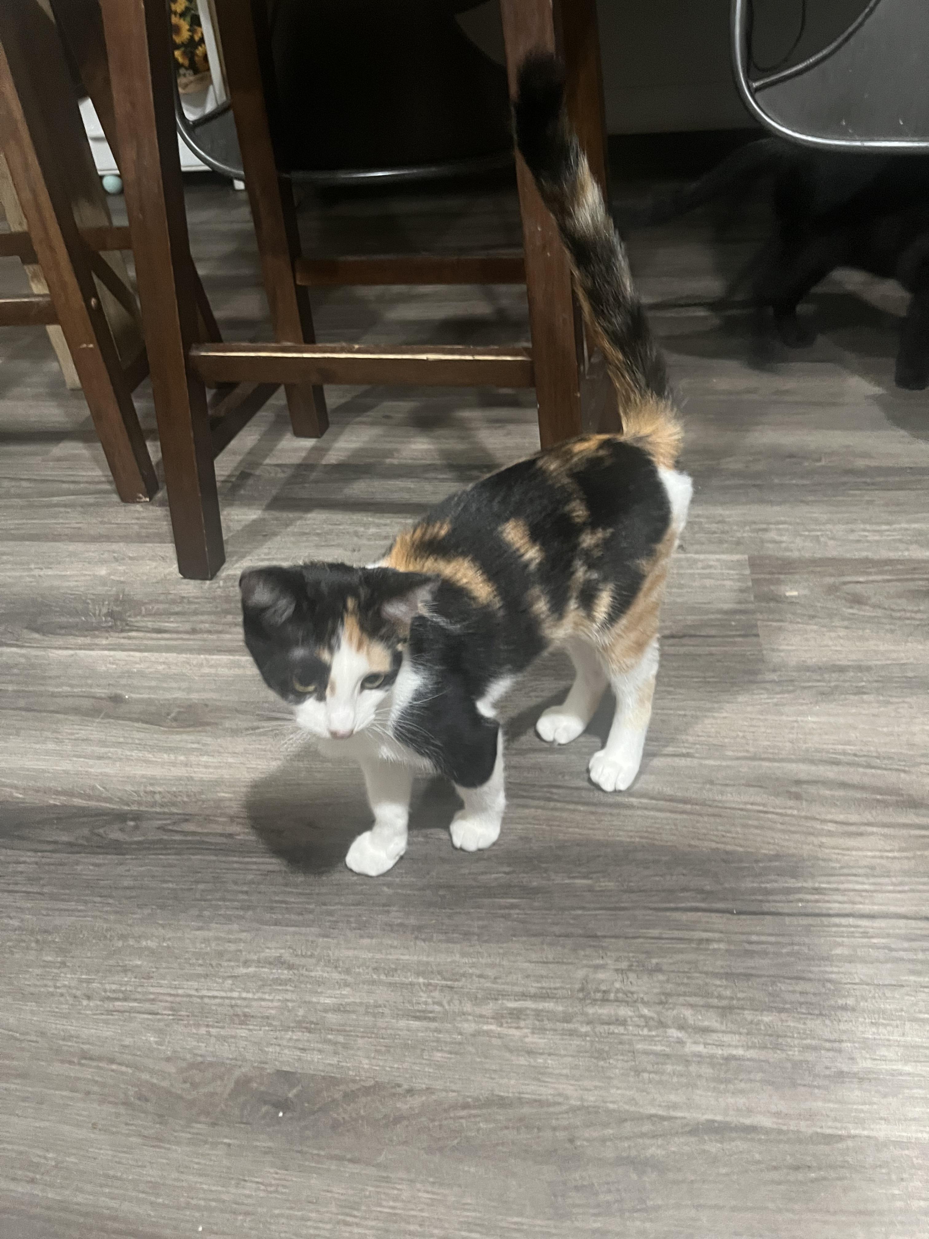 Enlarge M&M, a Adoptable Domestic Short Hair in Redondo Beach, CA image 2/4