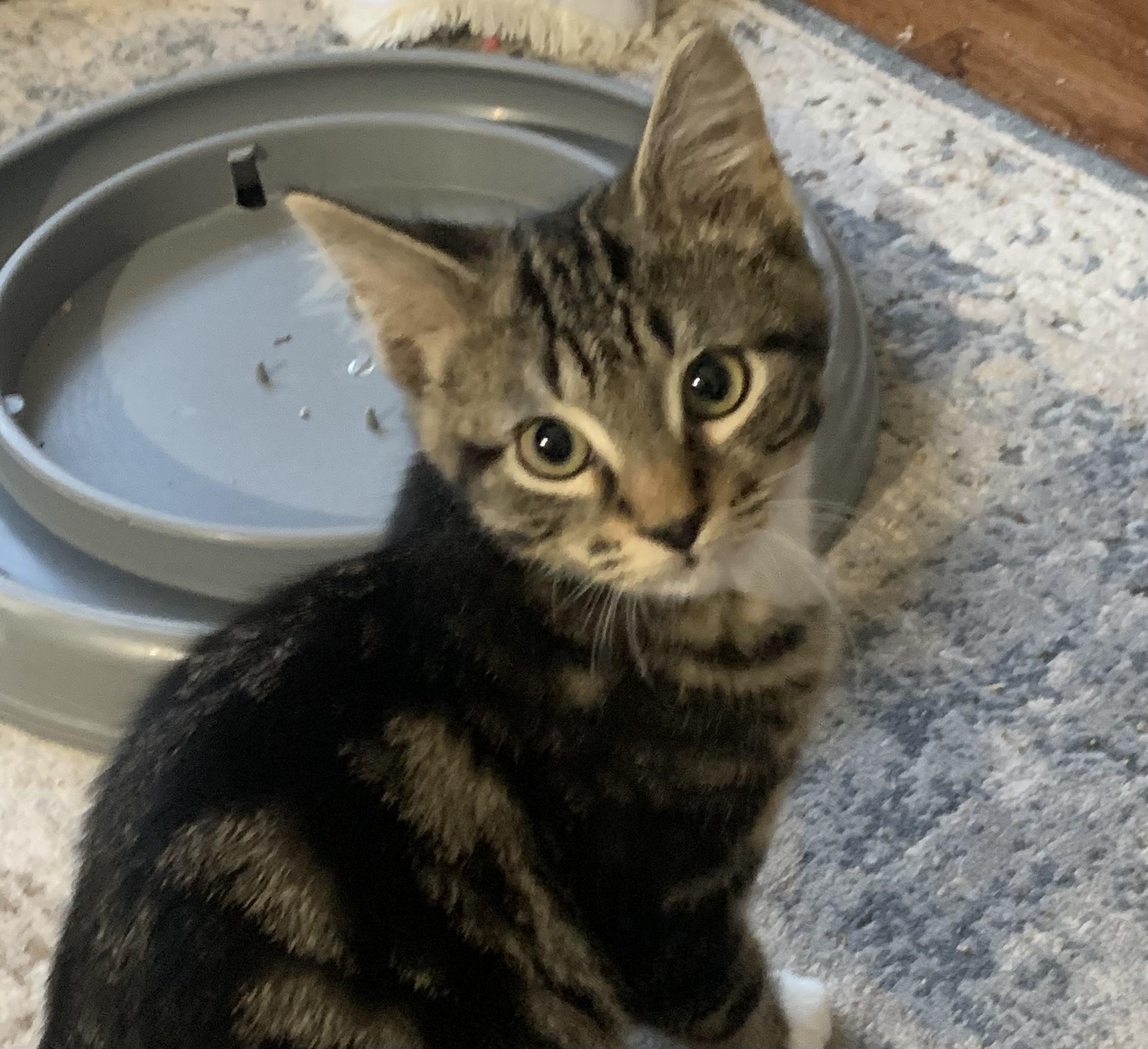 Hunter, ADOPTABLE, Kitten Male Domestic Short Hair.