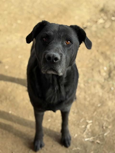 AARON, Adoptable, Adult Male Labrador Retriever & Pit Bull Terrier.
